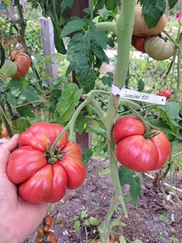 Tomaten: Sowjetische Familinsorte