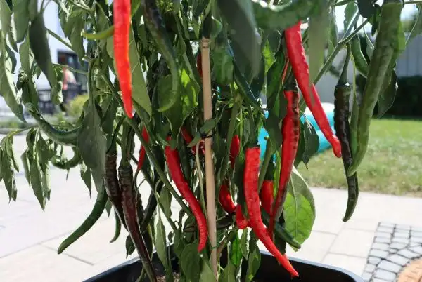 Chili / Paprika: Space Chili After Glow