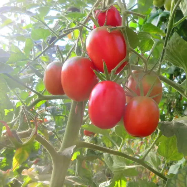 Tomaten: Spanische Baumtomate