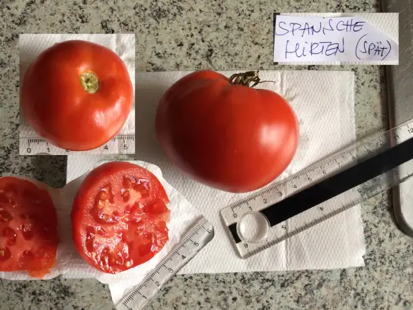 Tomaten: Spanische Hirten