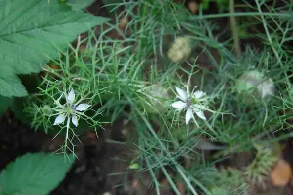 Blumen: Spanischer Schwarzkümmel - Nigella hispanica