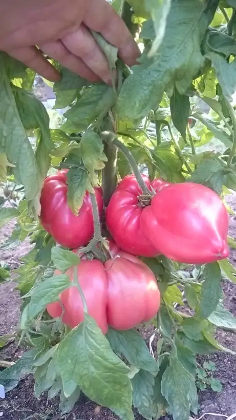 Tomaten: Spanisches Ochsenherz