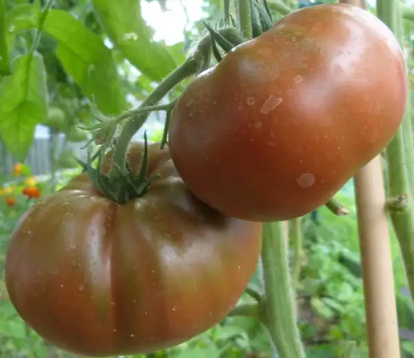 Tomaten: Spanish Chocolate