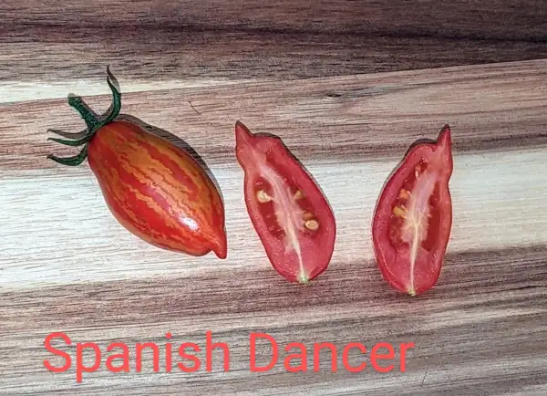 Tomaten: Spanish dancer