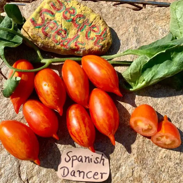Tomaten: Spanish dancer