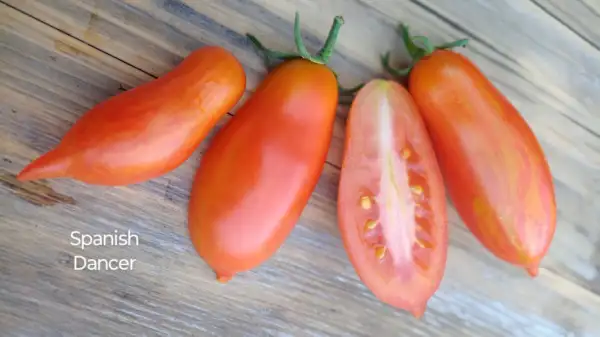 Tomaten: Spanish dancer