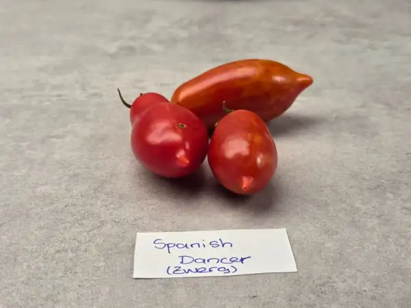 Tomaten: Spanish dancer