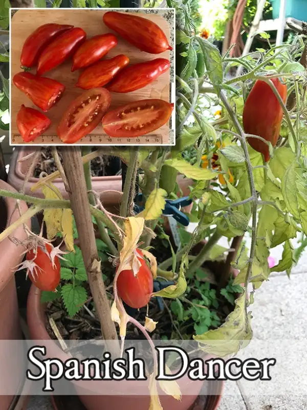 Tomaten: Spanish dancer