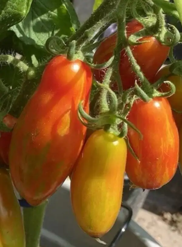 Tomaten: Spanish dancer