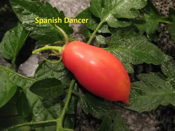 Tomaten: Spanish dancer