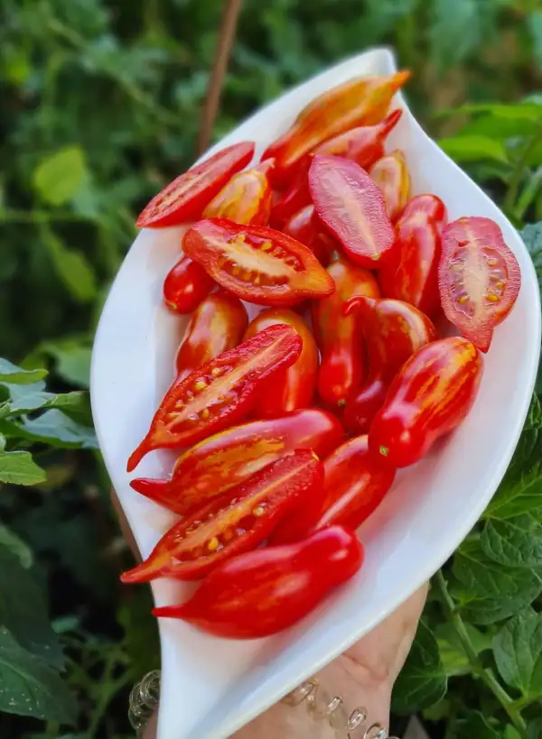 Tomaten: Spanish dancer