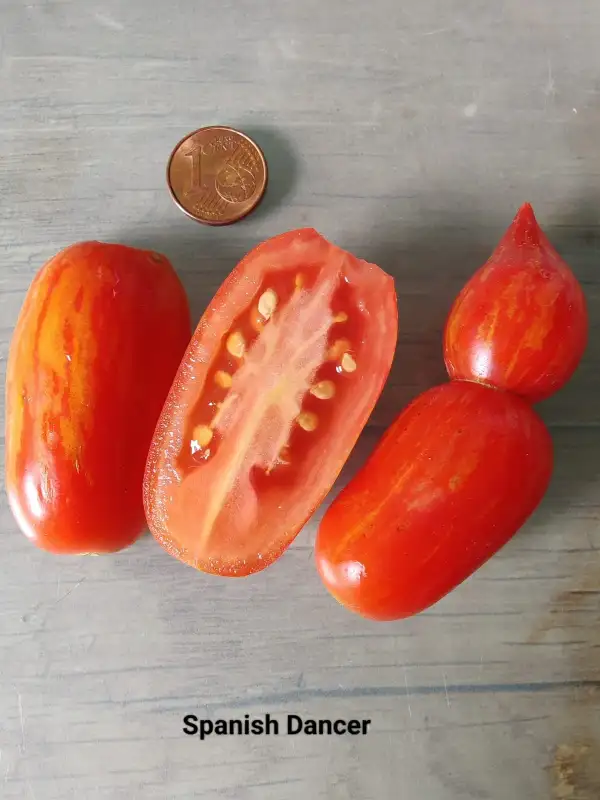 Tomaten: Spanish Dancer Ampeltomate