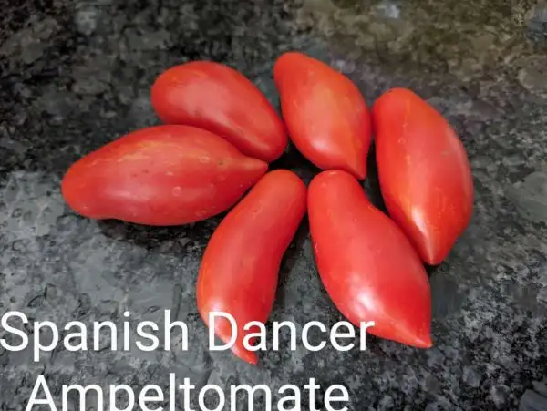 Tomaten: Spanish Dancer Ampeltomate