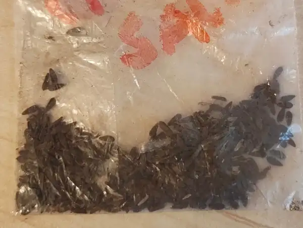Salate: Spargelsalat