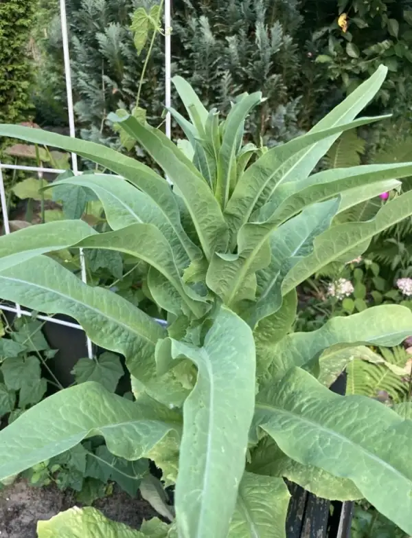 Salate: Spargelsalat Celtuce