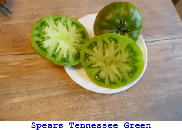 Tomaten: Spear’s Tennessee Green