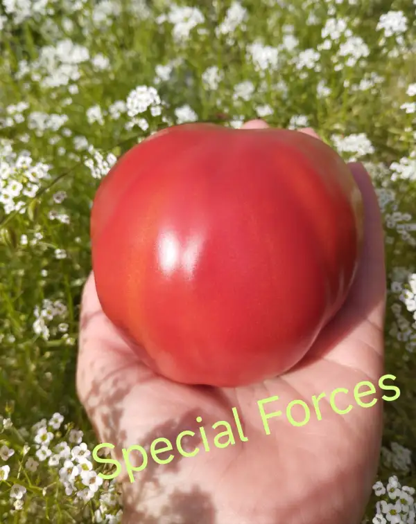 Tomaten: Special Forces