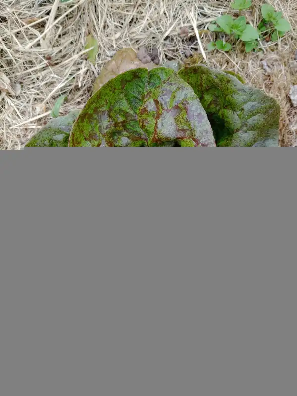 Salate: Speckled Amish Butterhead