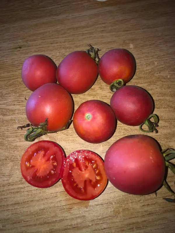 Tomaten: Speckled Peach