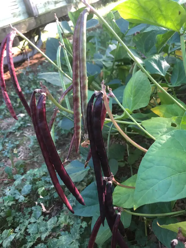 andere Gemüse: Speckled Purple (Vigna unguiculata)