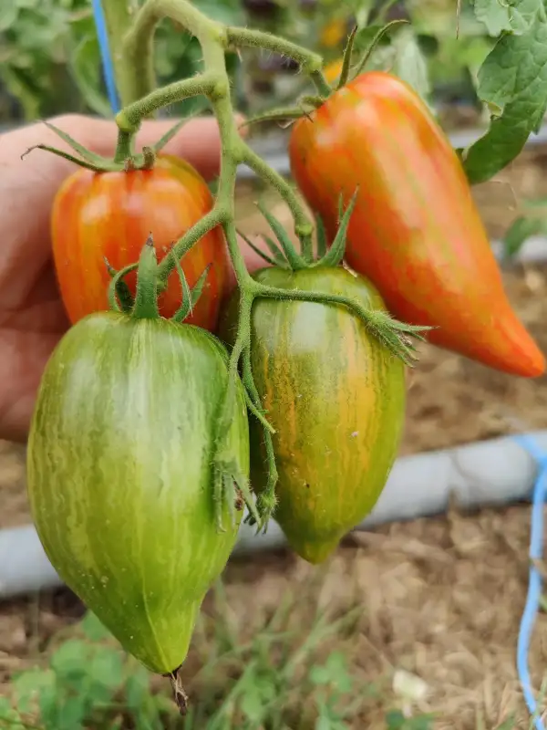 Tomaten: Speckled Roman