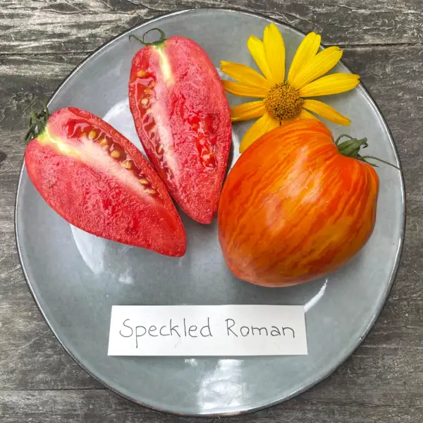 Tomaten: Speckled Roman