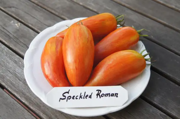 Tomaten: Speckled Roman