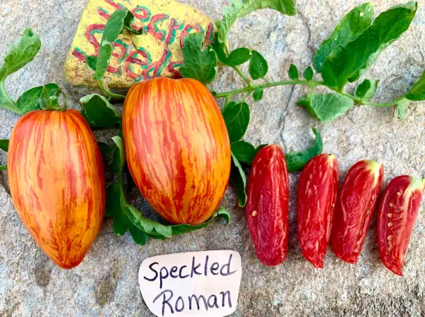 Tomaten: Speckled Roman