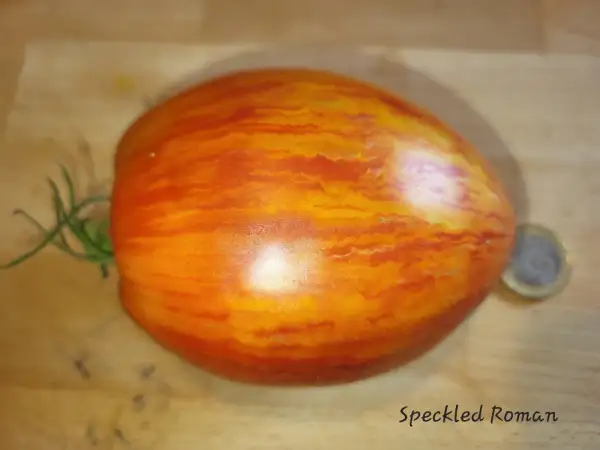 Tomaten: Speckled Roman
