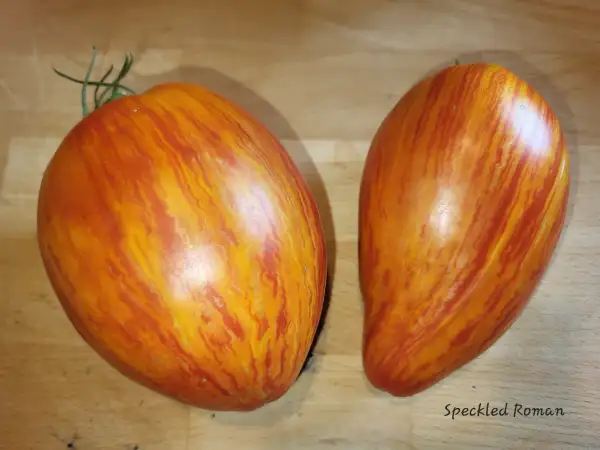 Tomaten: Speckled Roman