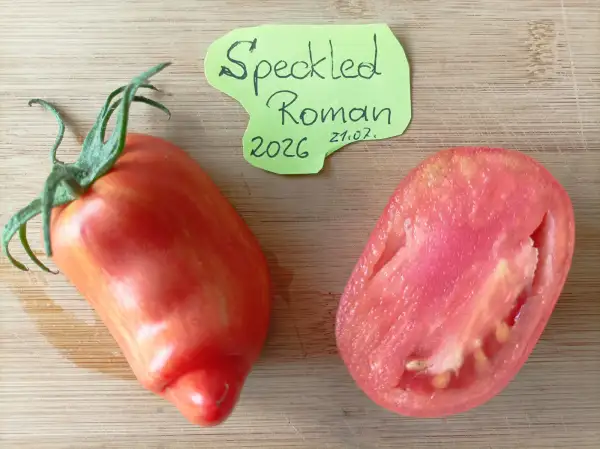 Tomaten: Speckled Roman