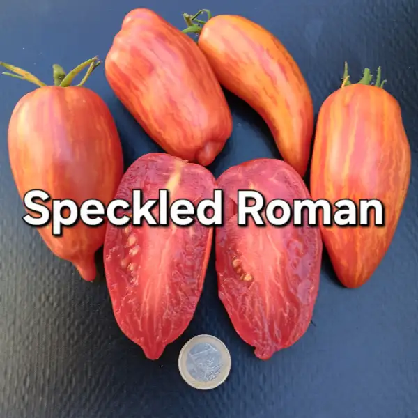 Tomaten: Speckled Roman