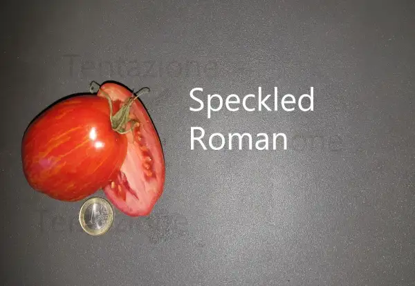 Tomaten: Speckled Roman