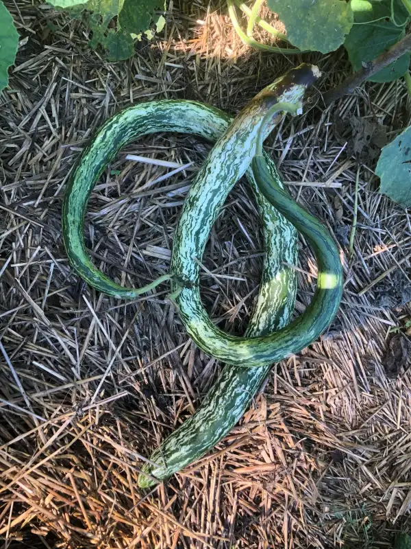 Kürbisse: Speckled Snake flaschenkürbis