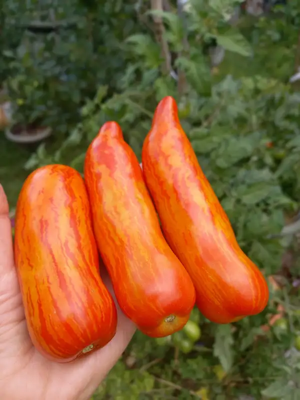 Tomaten: Specklet Roman