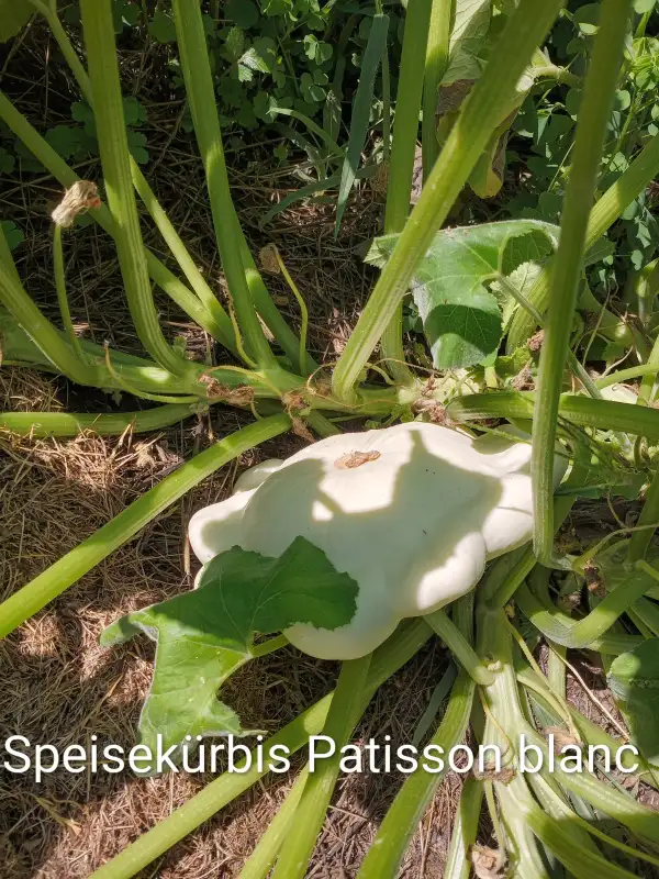 Kürbisse: Speisekürbis Patisson blanc