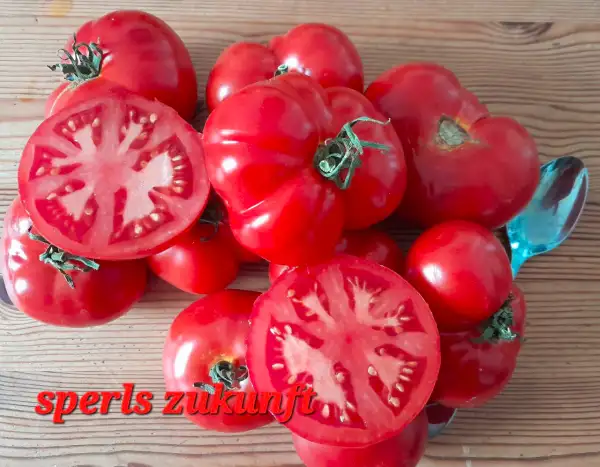 Tomaten: Sperls Zukunft