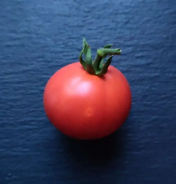 Tomaten: Sperls Zukunft