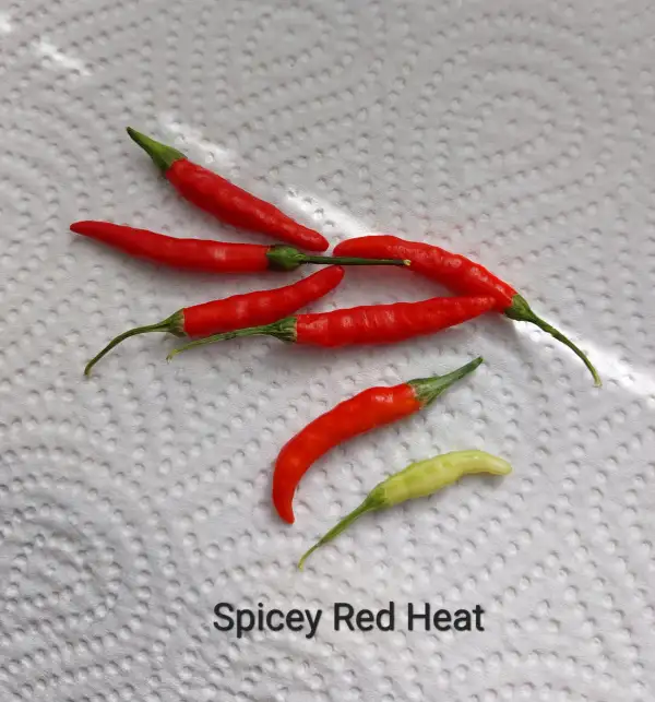 Chili / Paprika: Spicy Red Heat