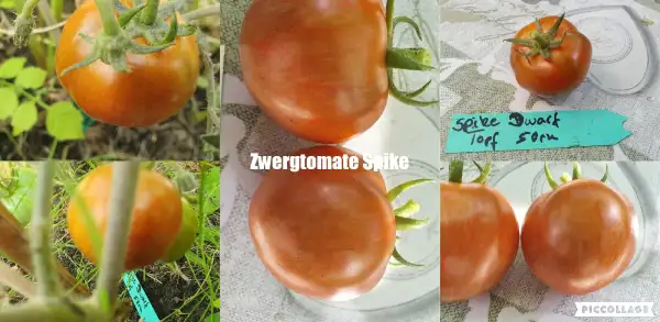 Tomaten: Spike - Zwergtomate