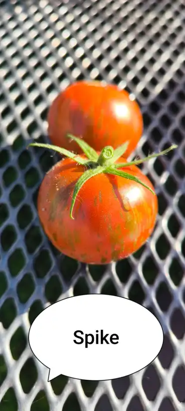 Tomaten: Spike