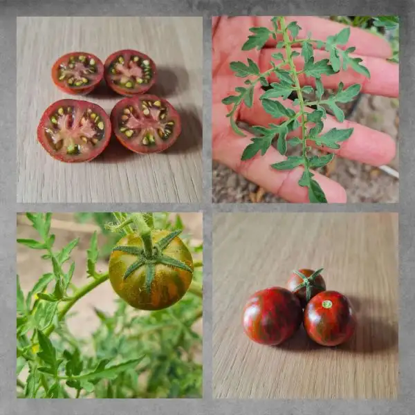 Tomaten: Spike