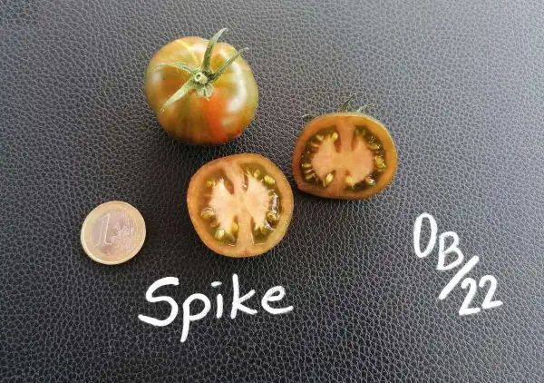 Tomaten: Spike