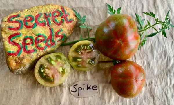 Tomaten: Spike