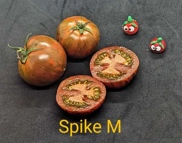 Tomaten: Spike