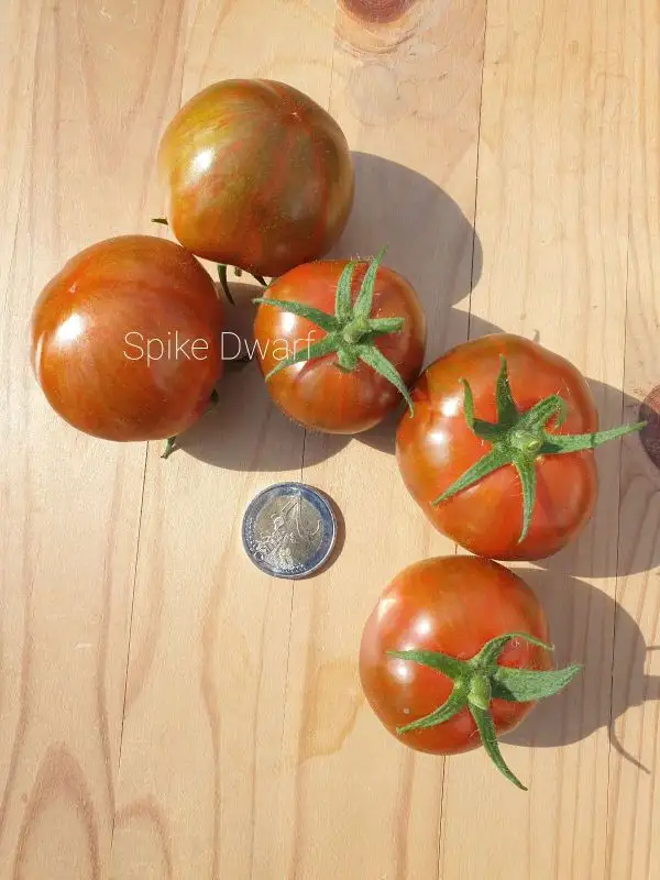 Tomaten: Spike Dwarf