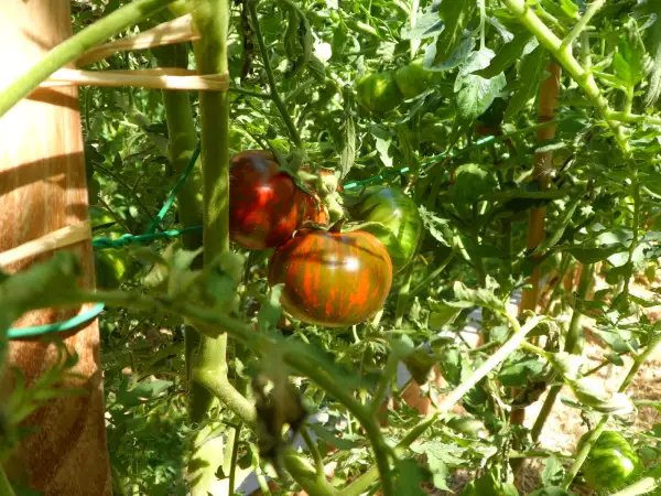 Tomaten: Spike ( Kat# 2646 )