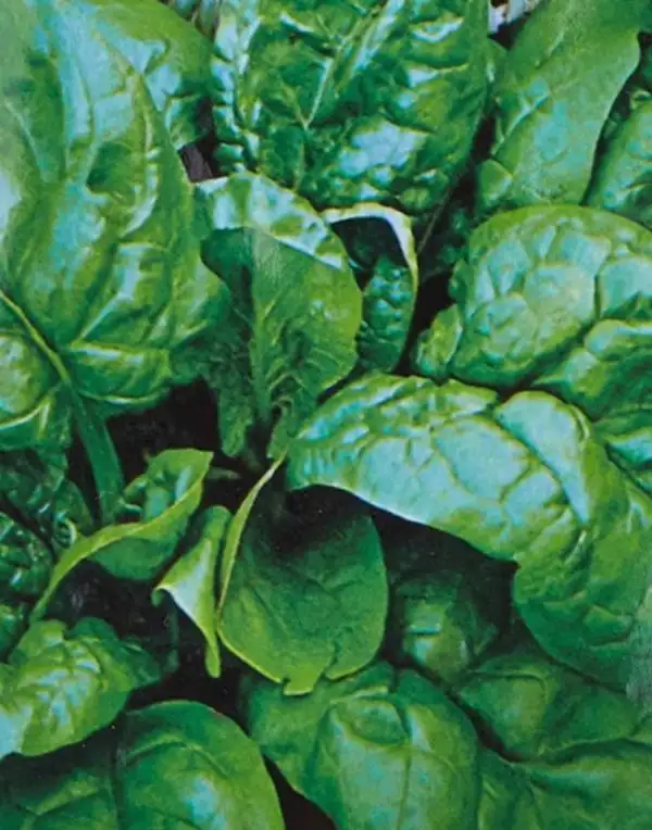 Salate: Spinat Butterflay