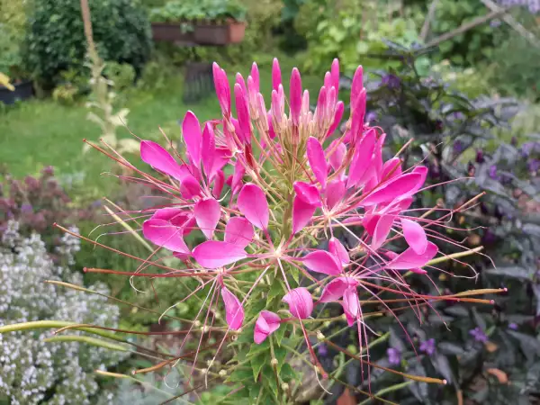 Blumen: Spinnenpflanze, cleome spinosa