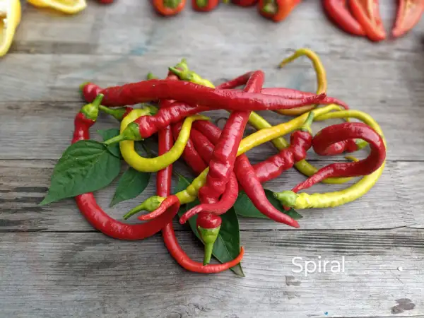 Chili / Paprika: Spiral